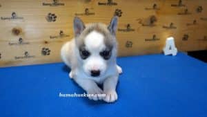 Grey and white husky puppy for sale