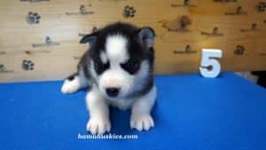 black and white husky puppy for sale
