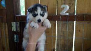 Grey and white husky puppies for sale