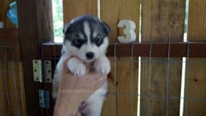 Grey and white husky puppies for sale