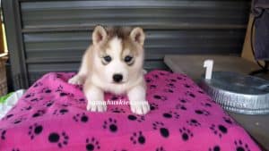 Grey and white husky puppies for sale from bamahuskies.com