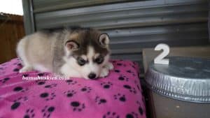 Grey and white husky puppies for sale from bamahuskies.com