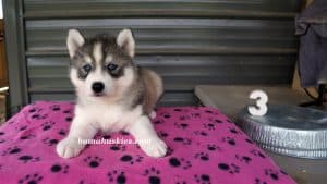 Grey and white husky puppies for sale from bamahuskies.com