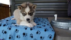 Grey and white husky puppies for sale from bamahuskies.com