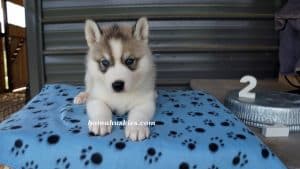 Grey and white husky puppies for sale from bamahuskies.com
