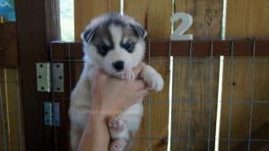 Grey and white husky puppies for sale