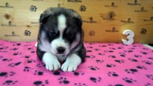 dark grey and white husky puppy