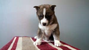 red and white husky puppy for sale
