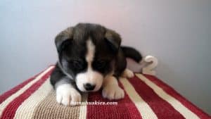 black and white husky puppy for sale