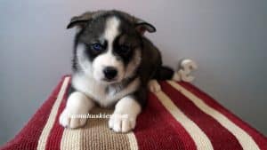 black and white husky puppy for sale