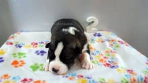 grey and white husky puppy for sale