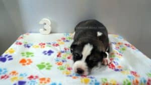 grey and white husky puppy for sale