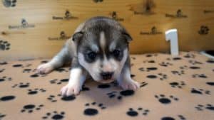 grey and white husky puppy for sale
