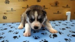 grey and white husky puppy for sale