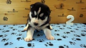 black and white husky puppy