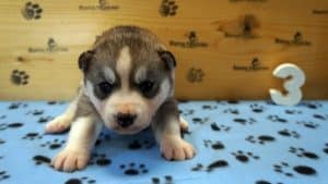 grey and white husky puppy for sale