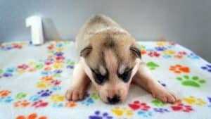 grey and white female husky puppy