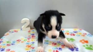 black and white husky puppy