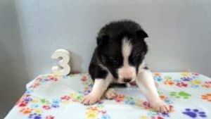 black and white husky puppy