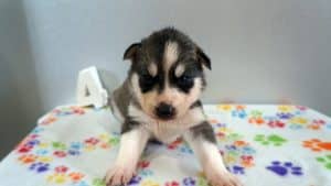 deluted black and white husky puppy