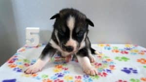 black and white husky puppy for sale