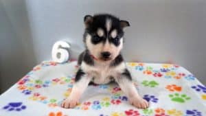 black and white husky puppy for sale