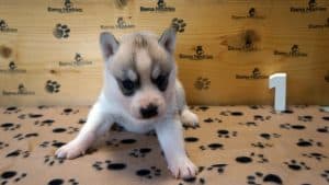 grey and white female husky puppy for sale