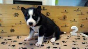 black and white female husky puppy for sale
