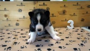 black and white female husky puppy for sale