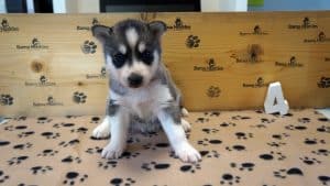 grey and white female husky puppy for sale