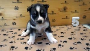 grey and white female husky puppy for sale