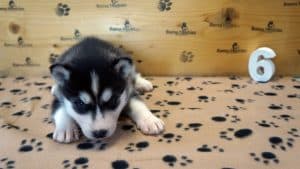 black and white female husky puppy for sale