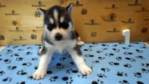 grey and white male husky puppy for sale