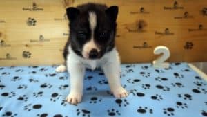 black and white male husky puppy for sale alabama