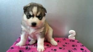 Grey and white husky puppy