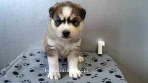 Grey and white husky puppy