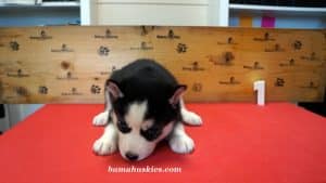 Black and white husky puppy for sale