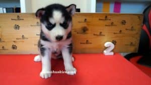 Black and white husky puppy for sale