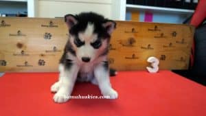 Black and white husky puppy for sale