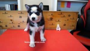 Black and white husky puppy for sale