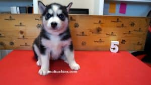 Black and white husky puppy for sale