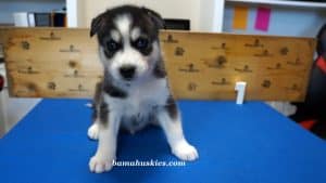 Black and white husky puppy for sale