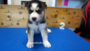 Black and white husky puppy for sale
