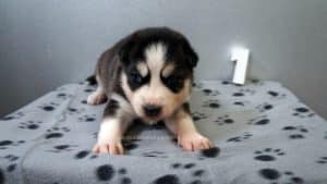 black and white husky puppies for sale Alabama