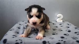black and white husky puppies for sale Alabama