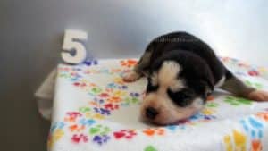 black and white husky puppy for sale