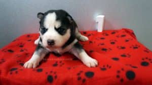 black and white husky puppies for sale Alabama