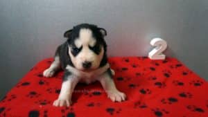 black and white husky puppies for sale Alabama