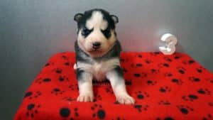 black and white husky puppies for sale Alabama