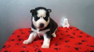black and white husky puppies for sale Alabama
